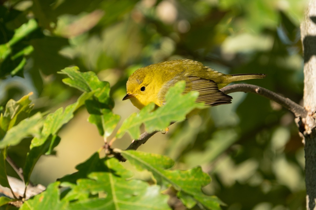 Wilson's Warbler - ML487015731