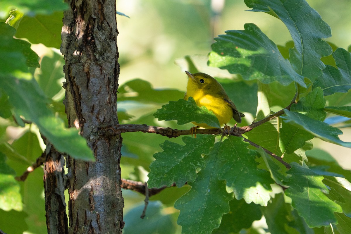 Wilson's Warbler - ML487015741