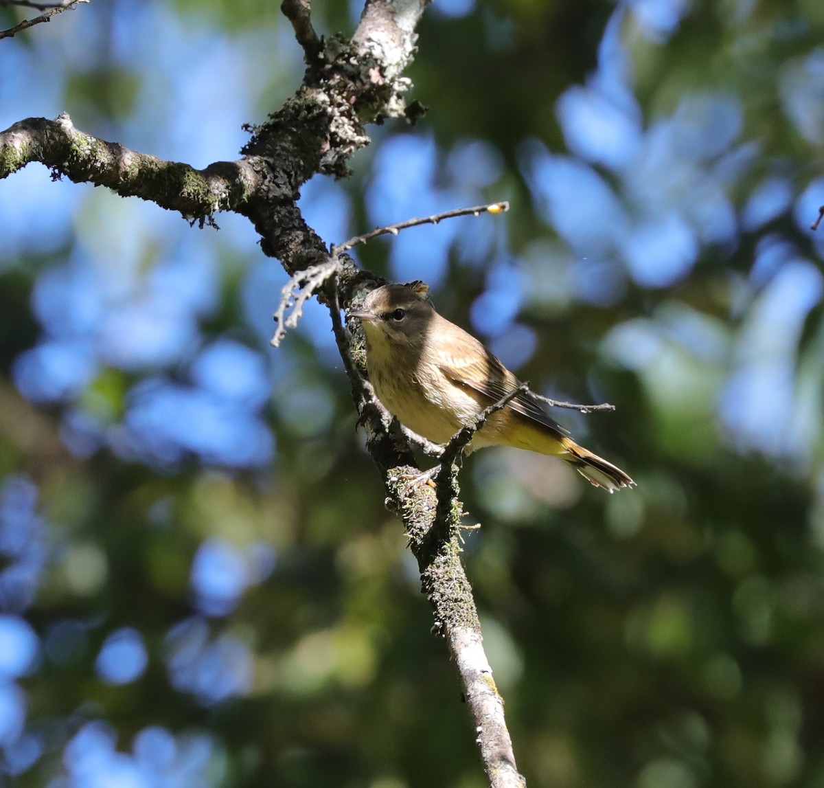 Palm Warbler - ML487015761