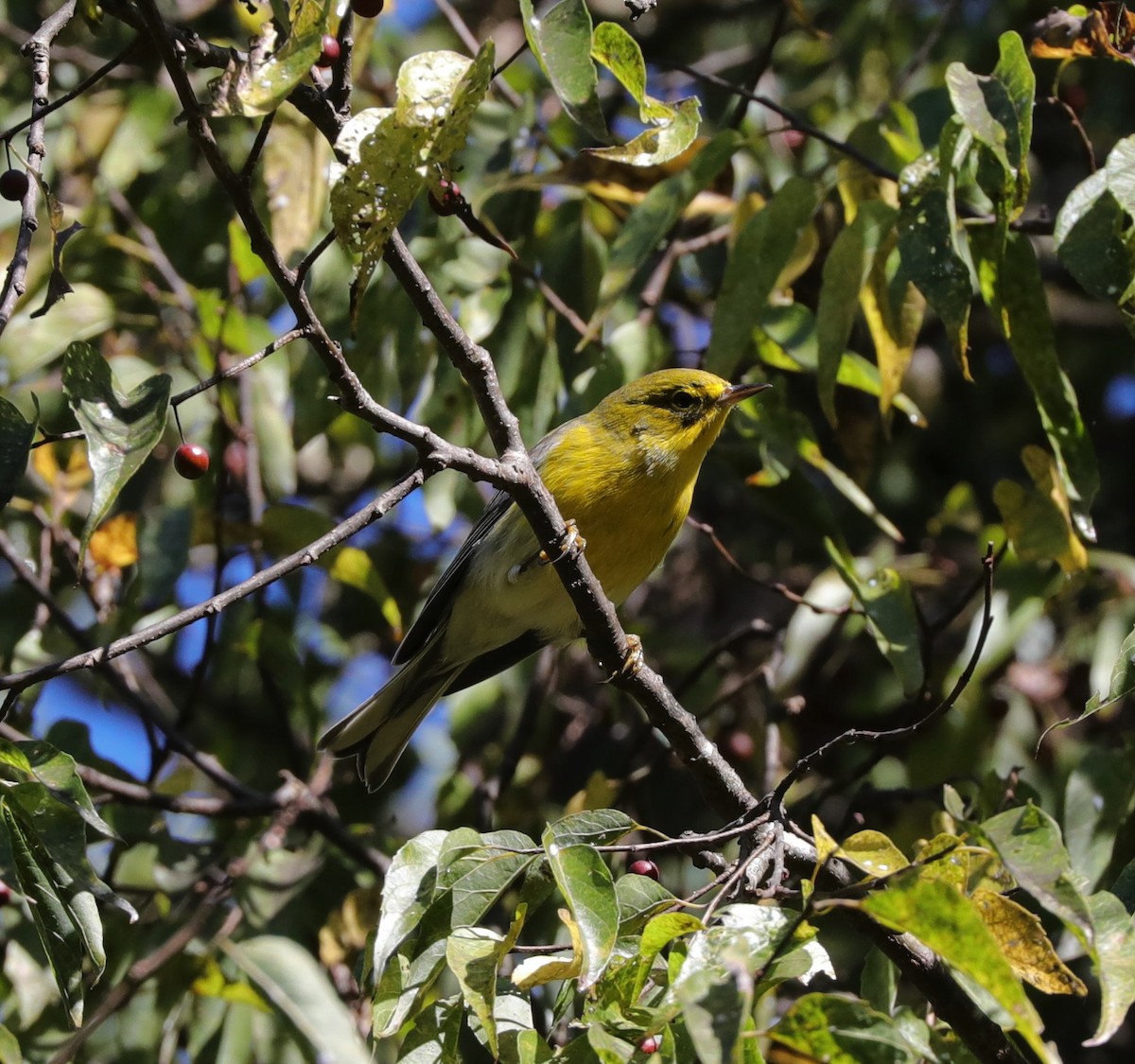 Pine Warbler - ML487015841