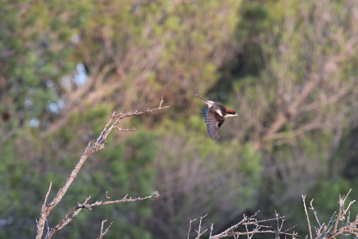 Woodchat Shrike (Balearic) - Ferenc Domoki