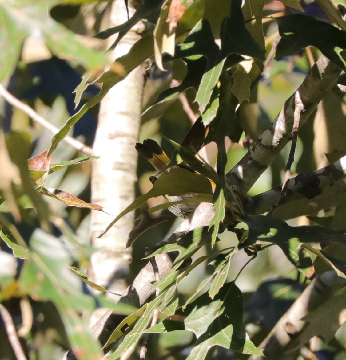 American Redstart - ML487018561