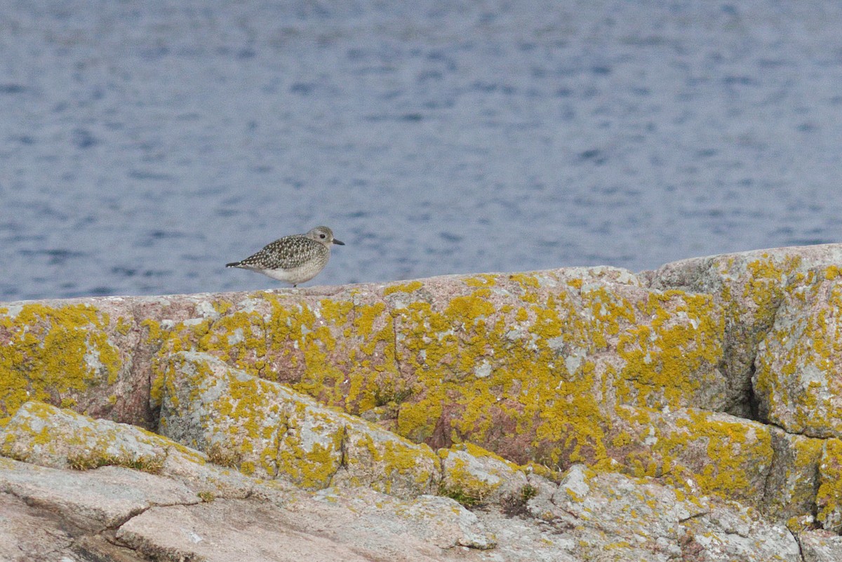 Black-bellied Plover - ML487018681