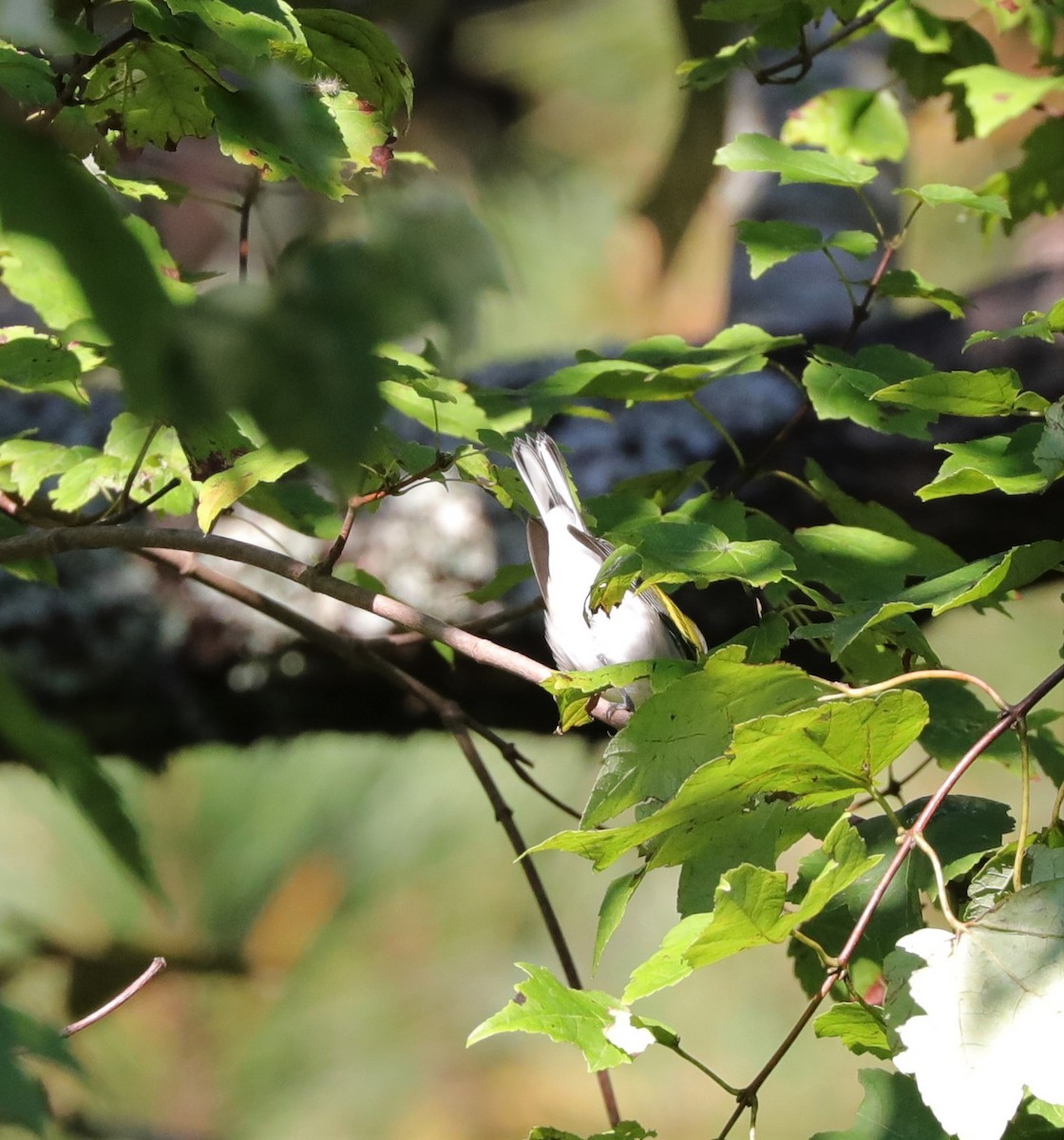 Northern Parula - ML487018751