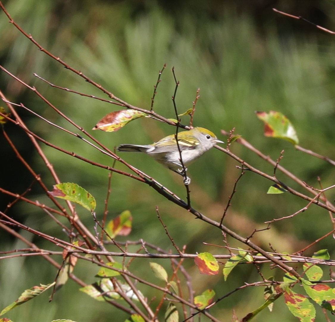 Chestnut-sided Warbler - ML487018821