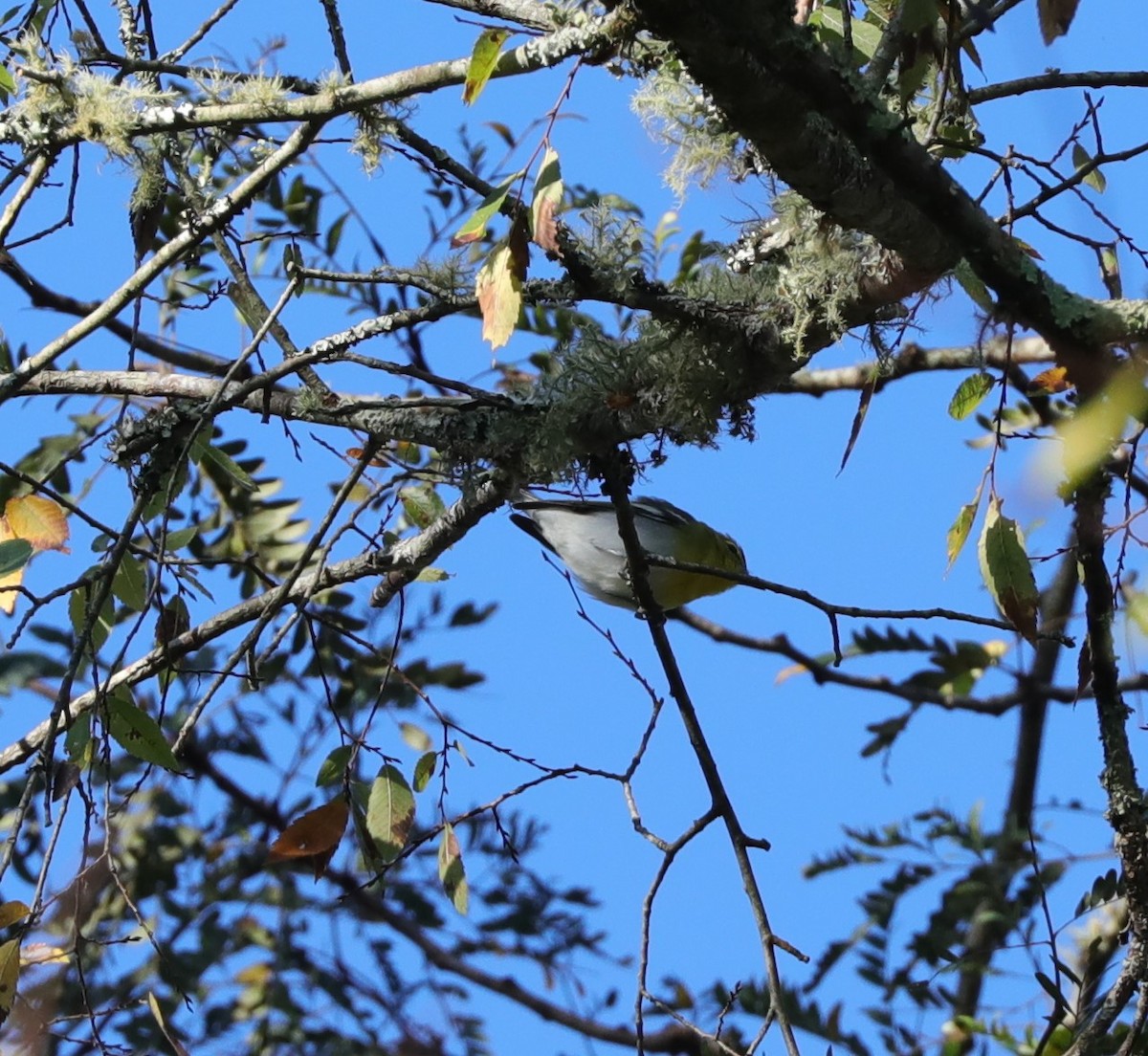 Yellow-throated Vireo - Laurel Barnhill