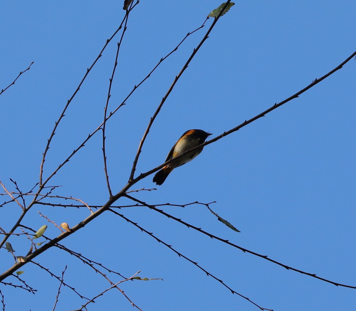 American Redstart - ML487018971