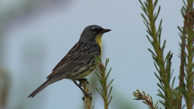 Kirtland's Warbler - ML487019