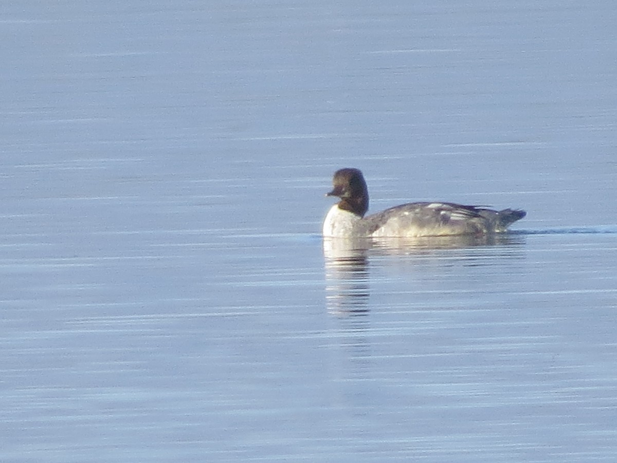 Common Merganser - ML487021781