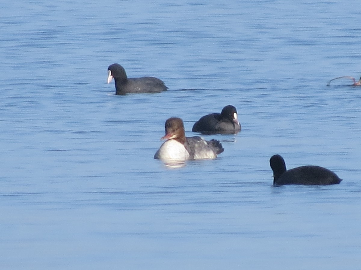 Common Merganser - ML487021791