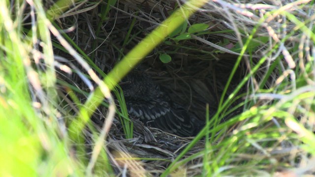 Kirtland's Warbler - ML487022