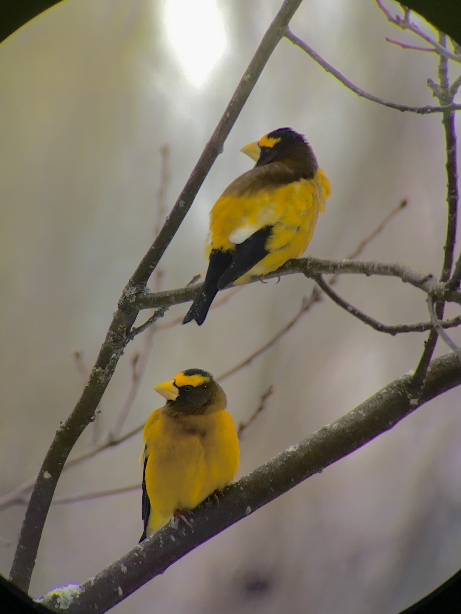 Evening Grosbeak - Rick Thomas