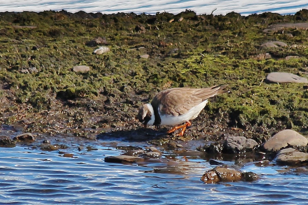 Common Ringed Plover - ML487024901