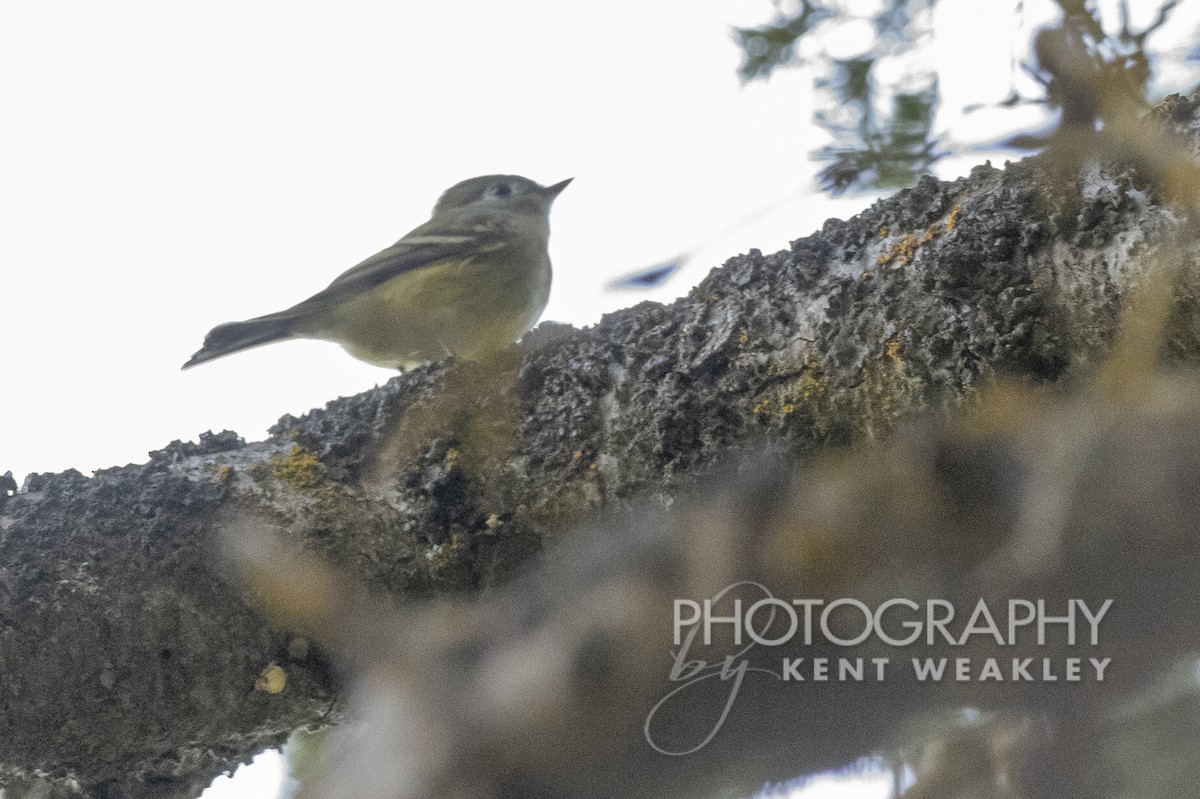 Hammond's Flycatcher - ML487024971