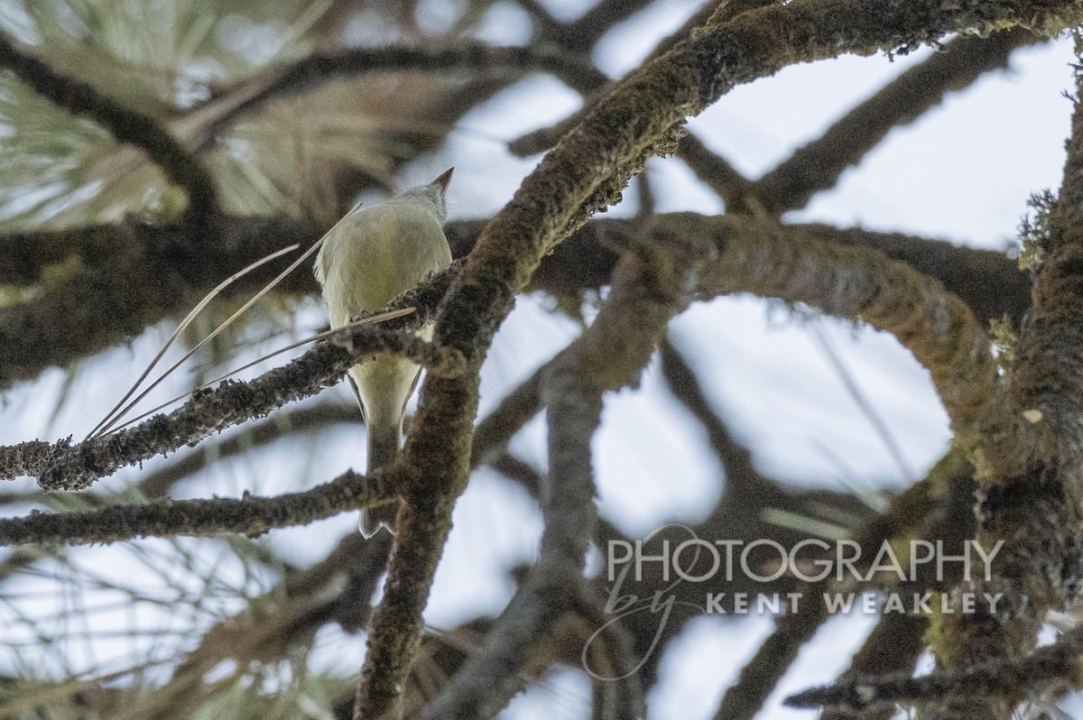 Hammond's Flycatcher - ML487024981