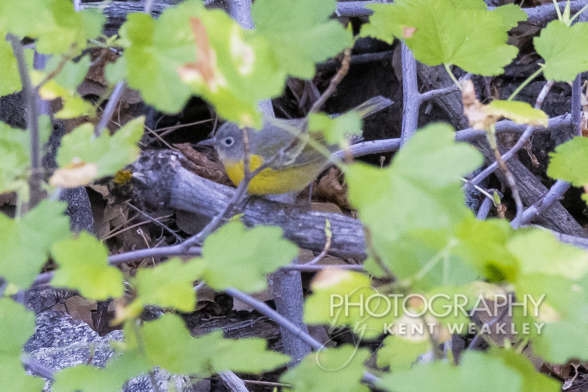 Nashville Warbler - Kent Weakley