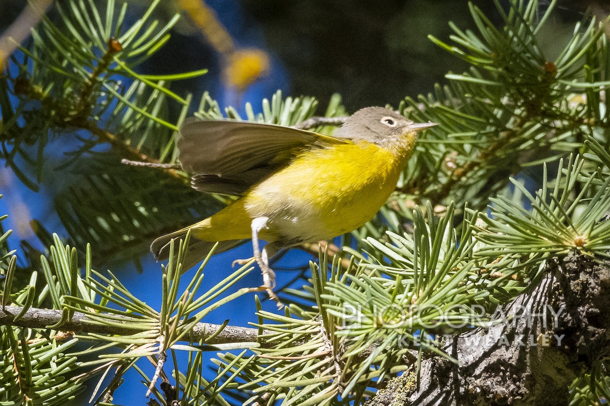 Nashville Warbler - Kent Weakley