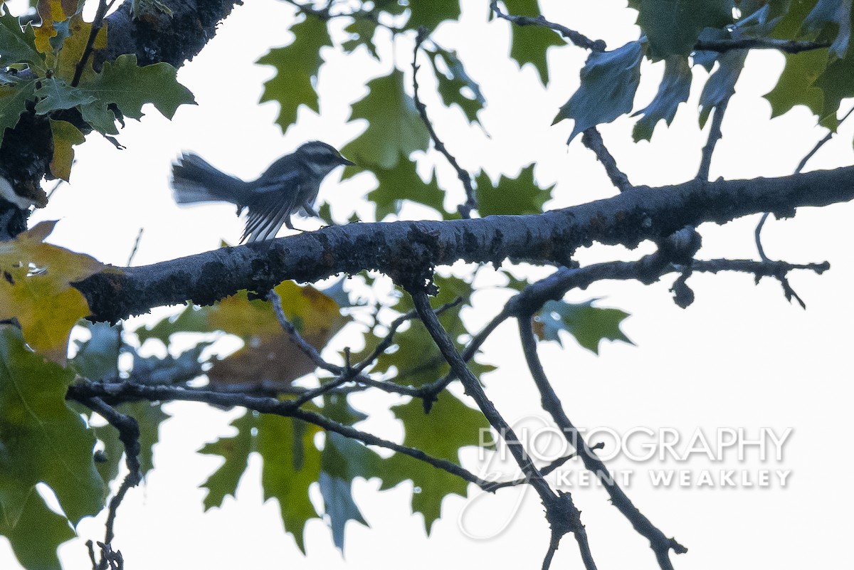 Black-throated Gray Warbler - Kent Weakley