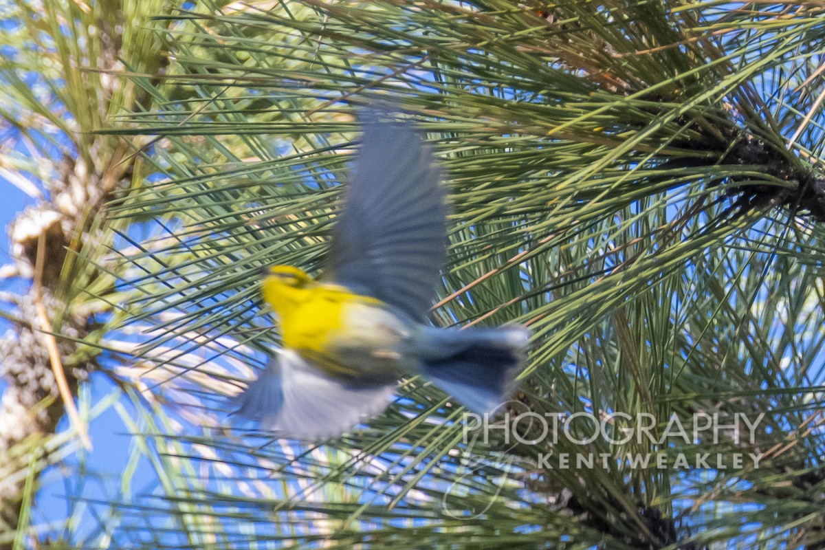 Townsend's Warbler - ML487025671