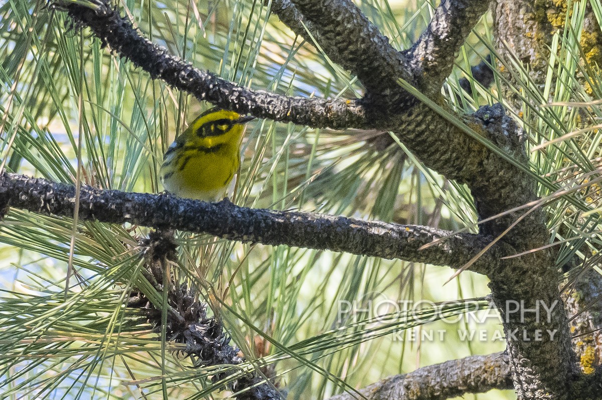 Townsend's Warbler - ML487025681