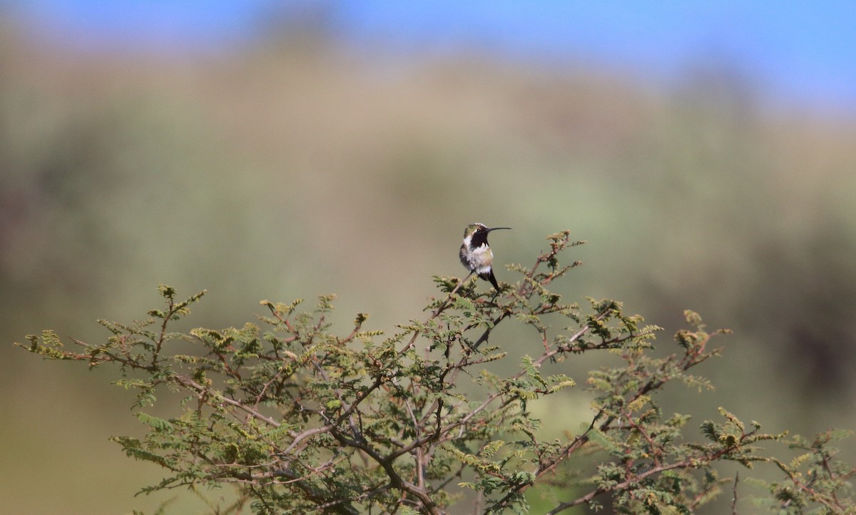 Lucifer Hummingbird - ML487026761