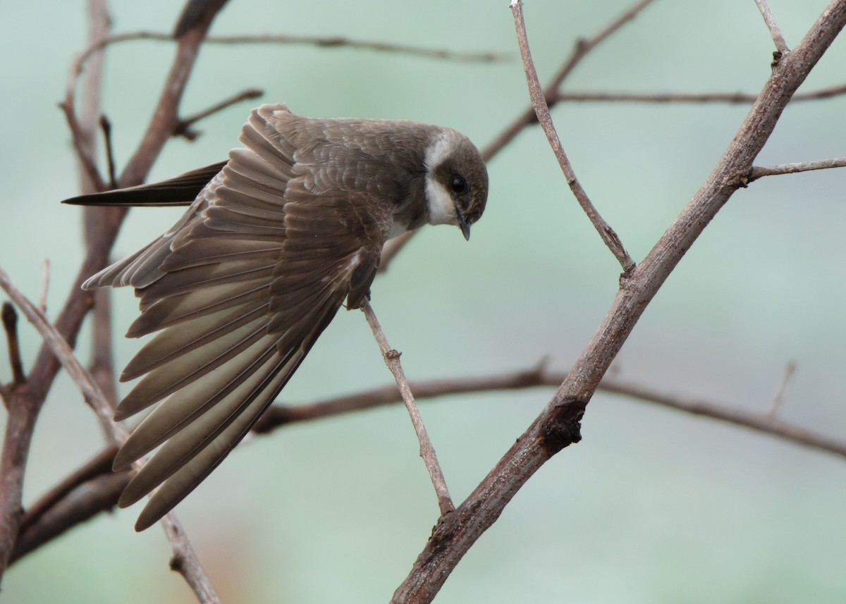 Bank Swallow - ML487026921