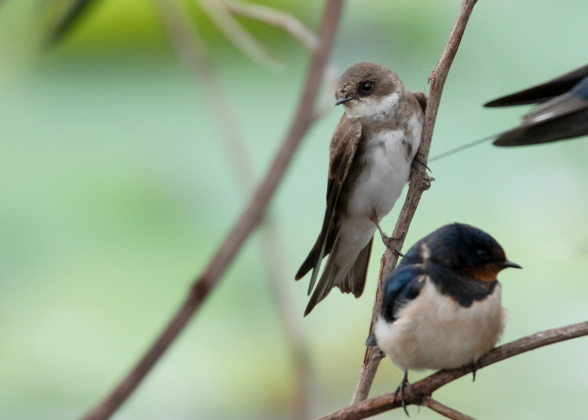 Bank Swallow - ML487026931