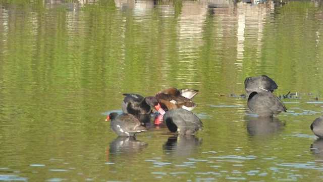 Rosy-billed Pochard - ML487027151