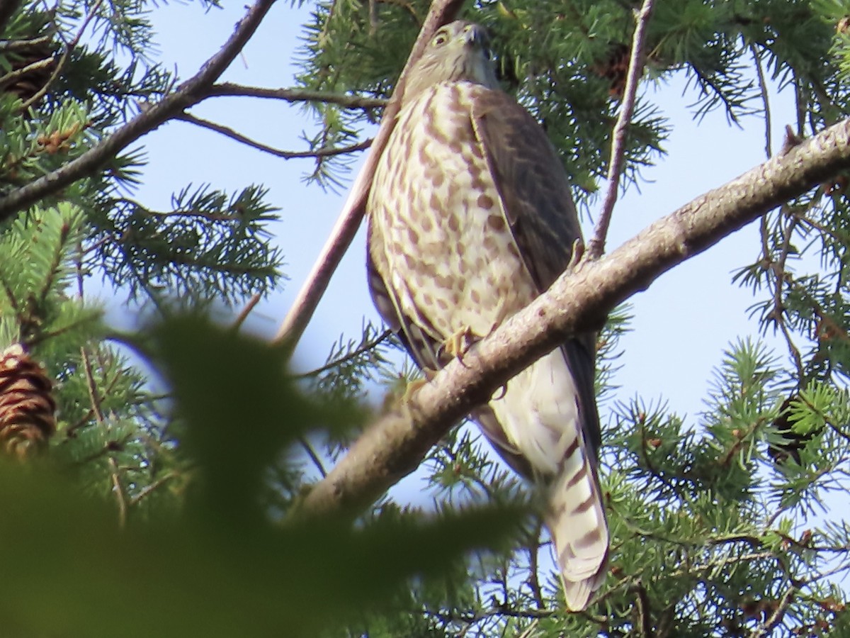 Sharp-shinned Hawk - ML487028921