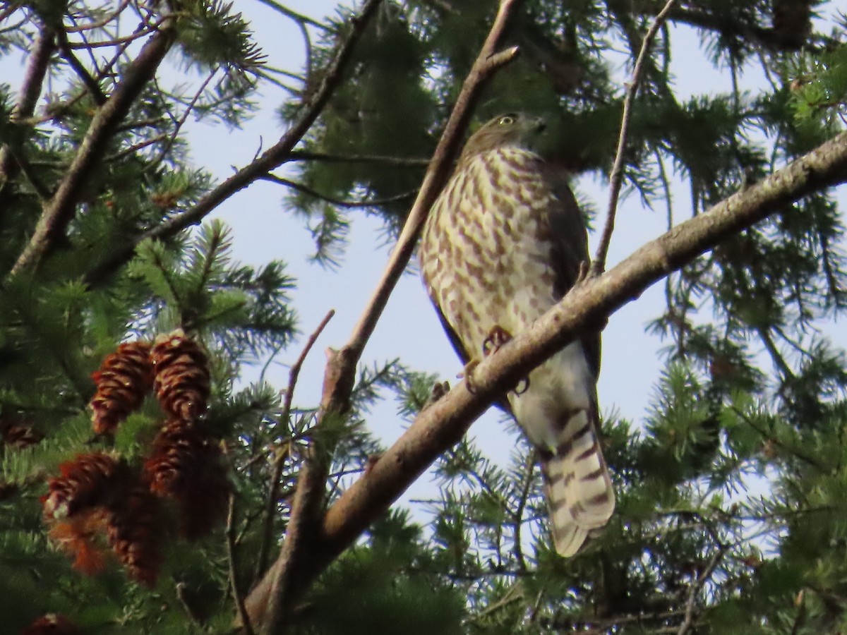 Sharp-shinned Hawk - ML487028941