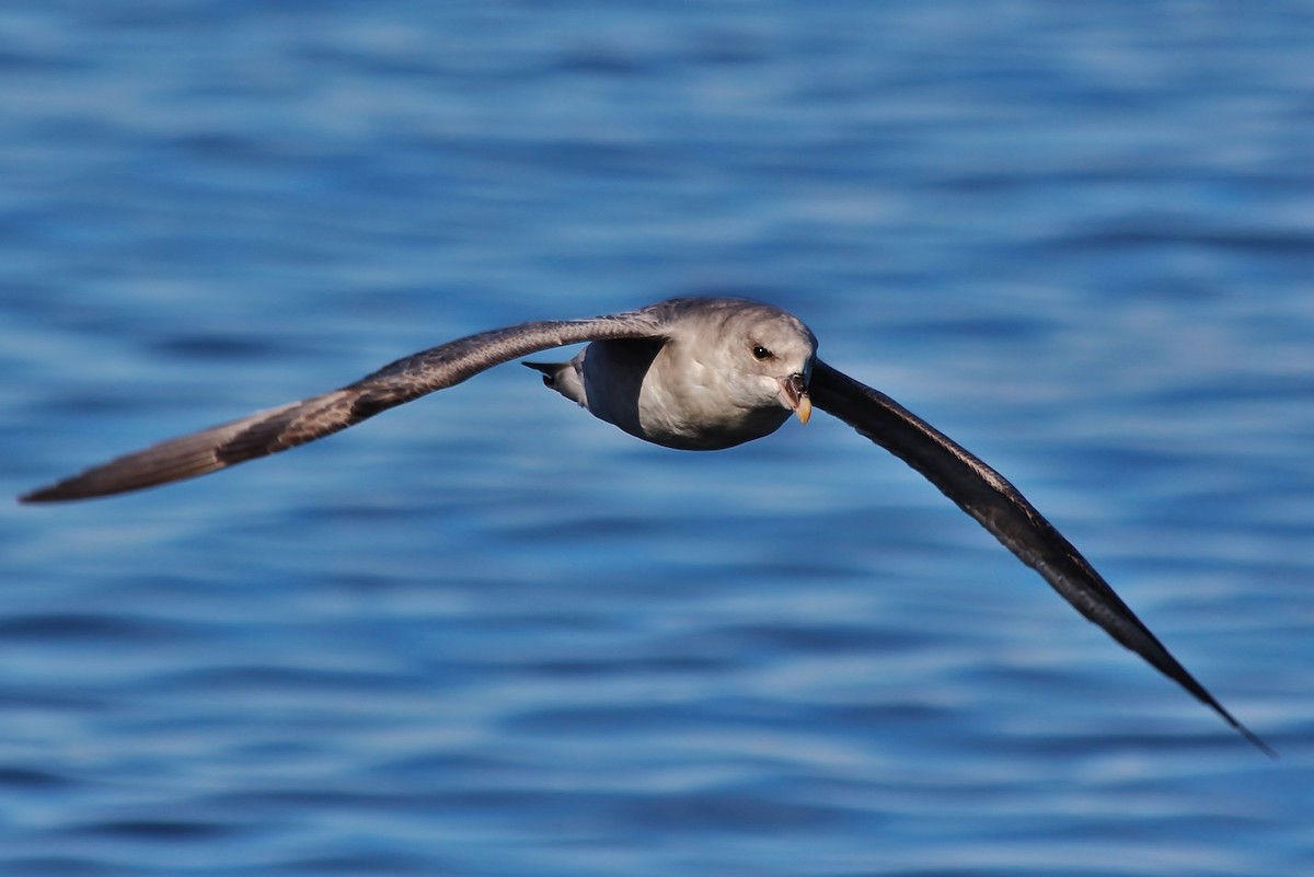 Fulmar Boreal - ML487029431