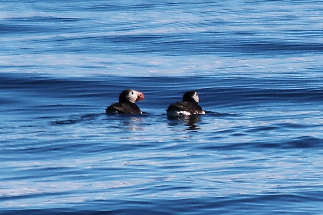 Atlantic Puffin - ML487029751