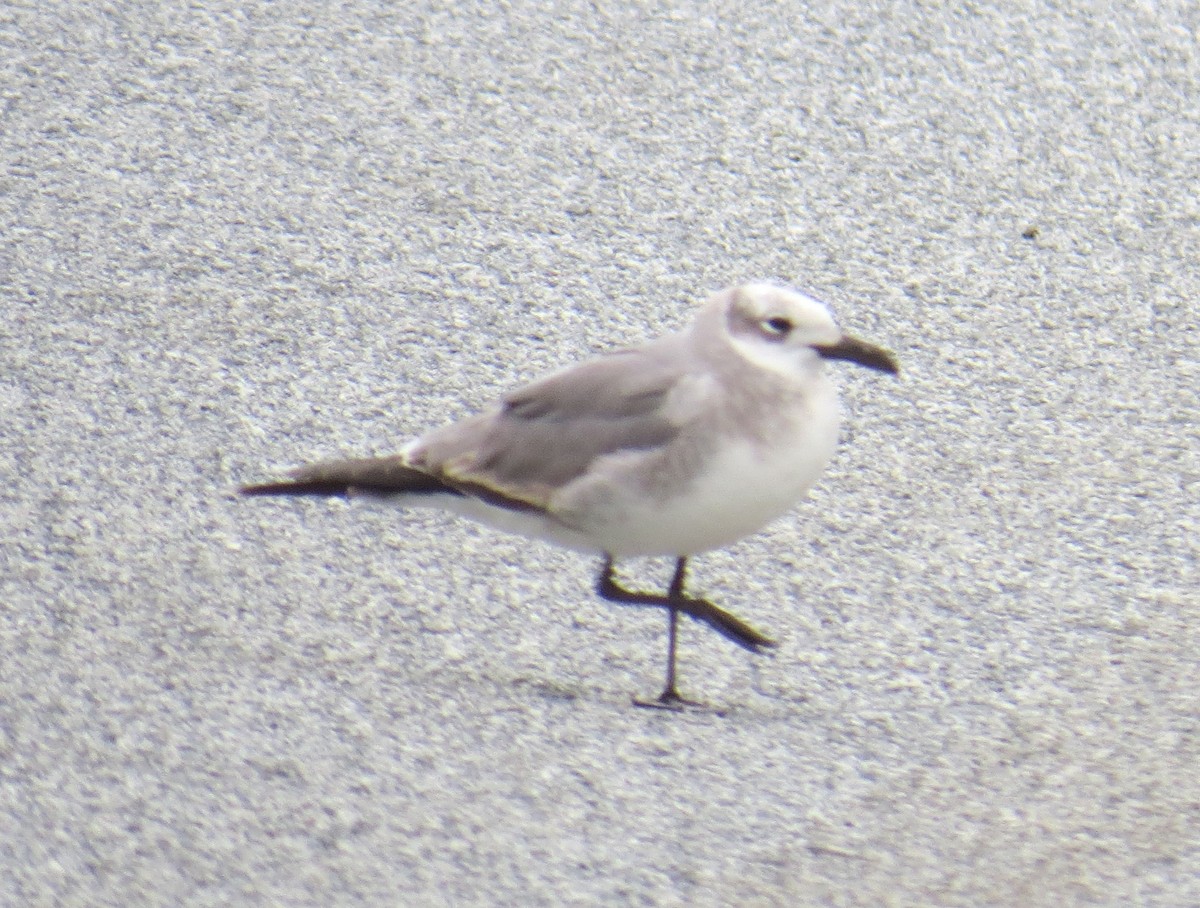 Laughing Gull - ML48702981