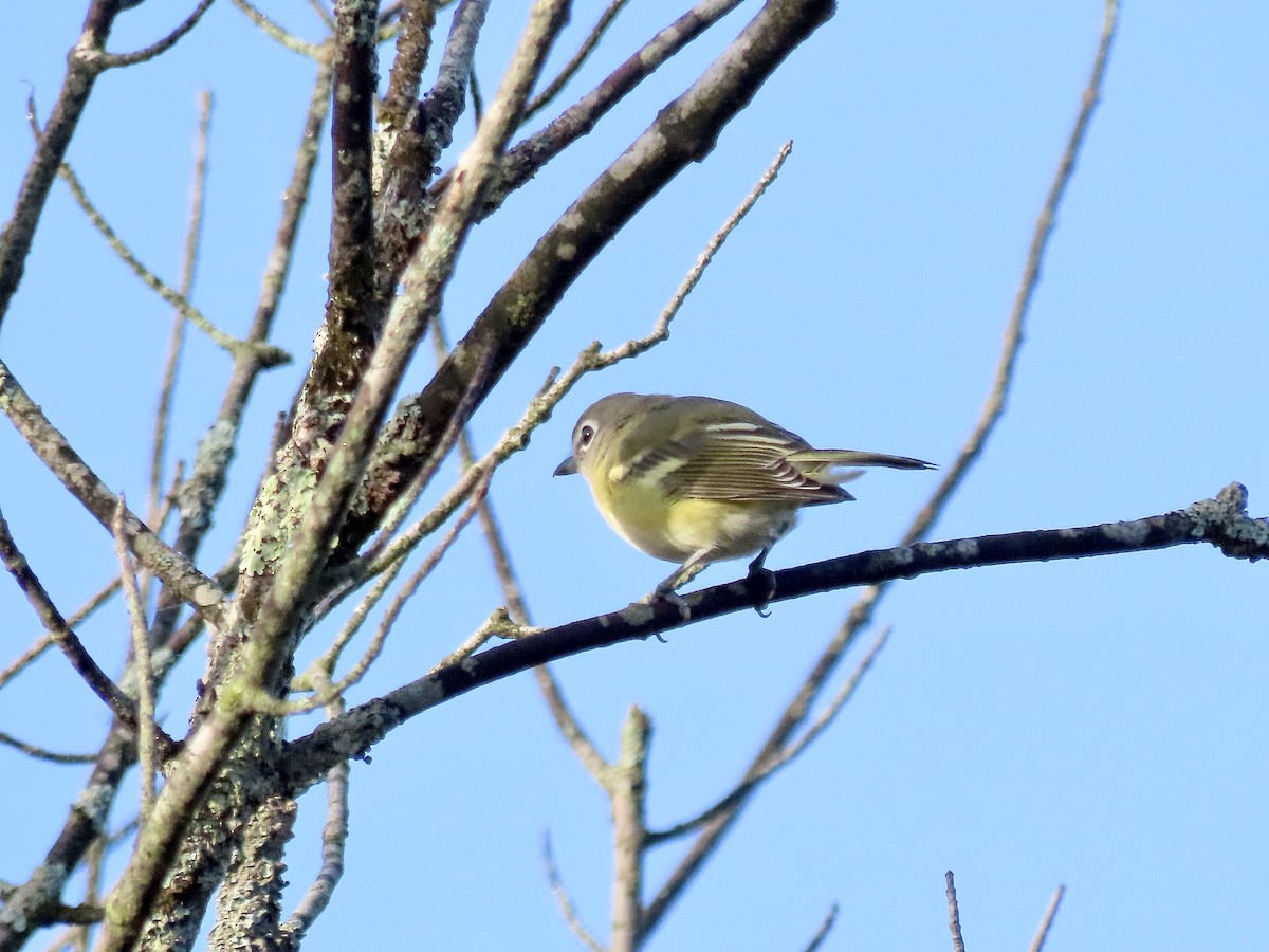 Blue-headed Vireo - ML487029831