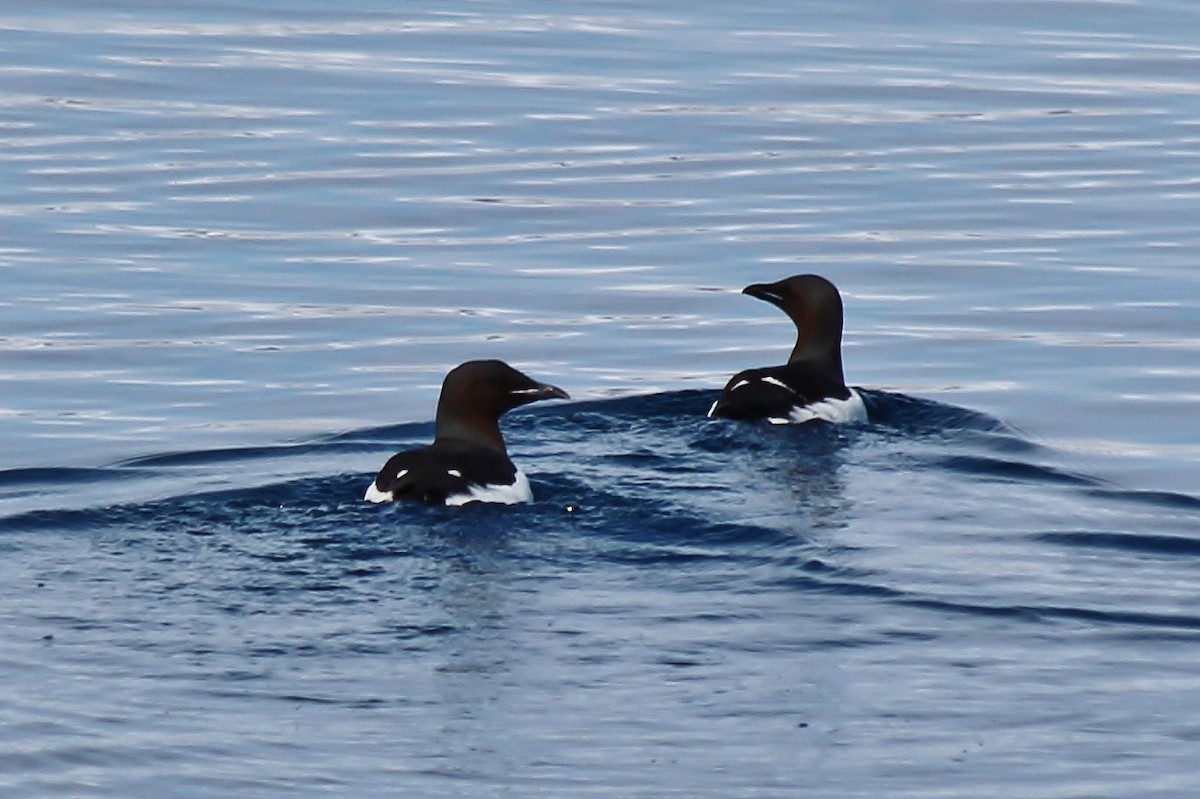 Thick-billed Murre - ML487029861