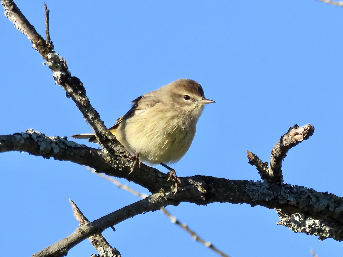 Palmenwaldsänger - ML487030221