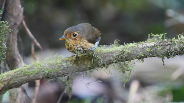 Ochre-breasted Antpitta - ML487030261