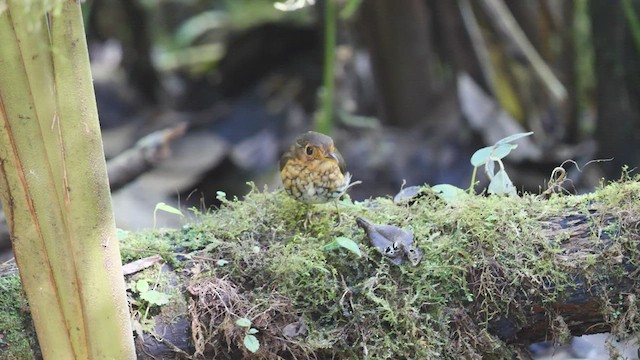 Ochre-breasted Antpitta - ML487030281