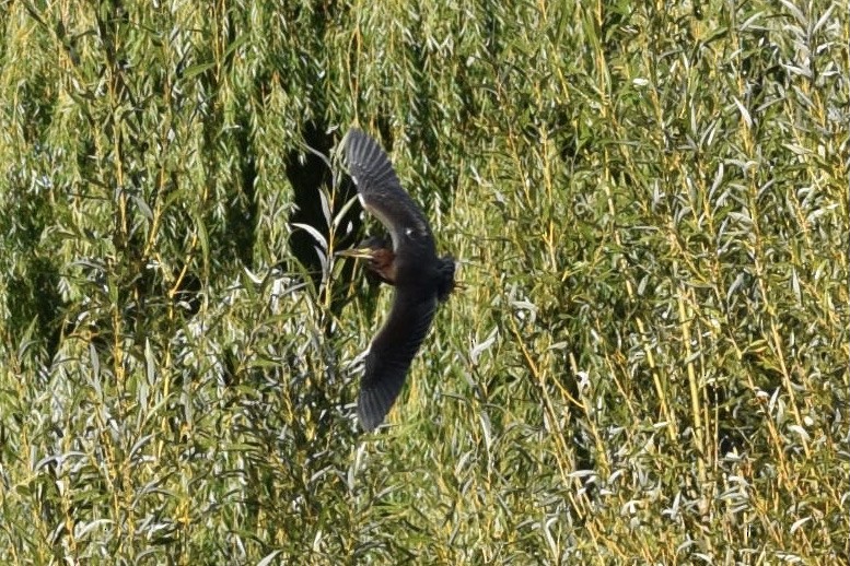 Green Heron - ML487030741