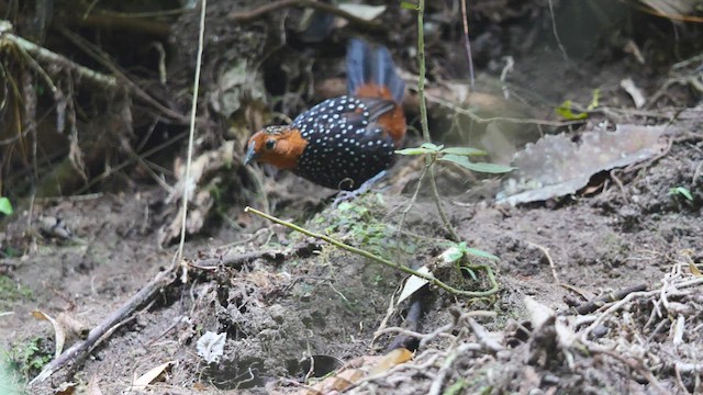 Tapaculo Ocelado - ML487031181