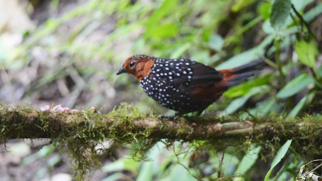 Tapaculo Ocelado - ML487031201