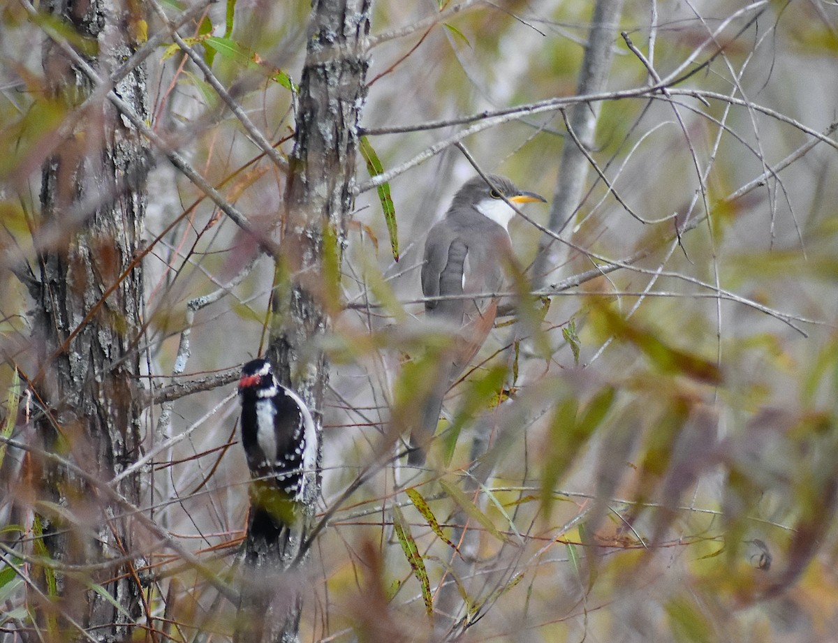 Yellow-billed Cuckoo - ML487031741