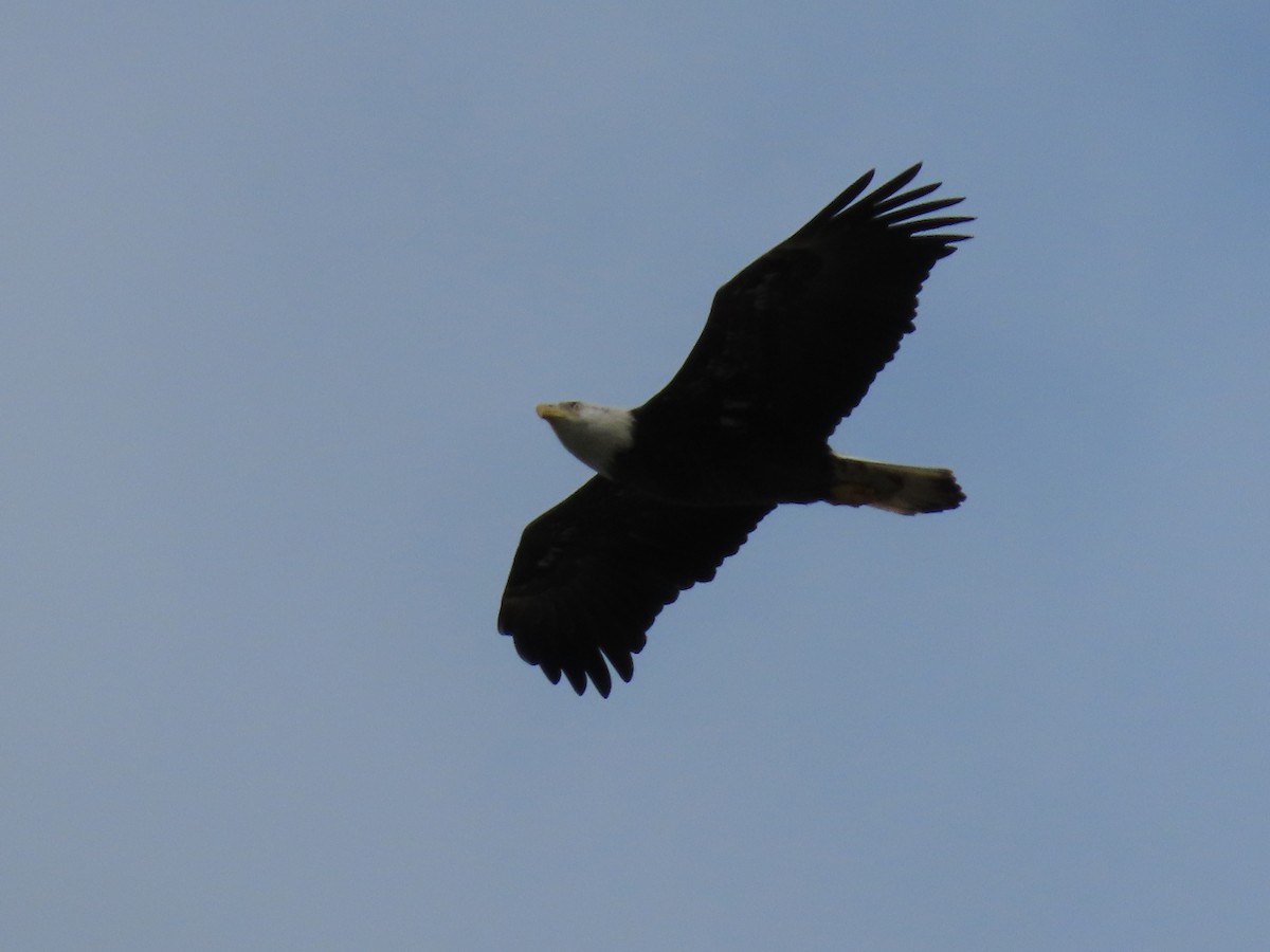 Bald Eagle - ML487031831