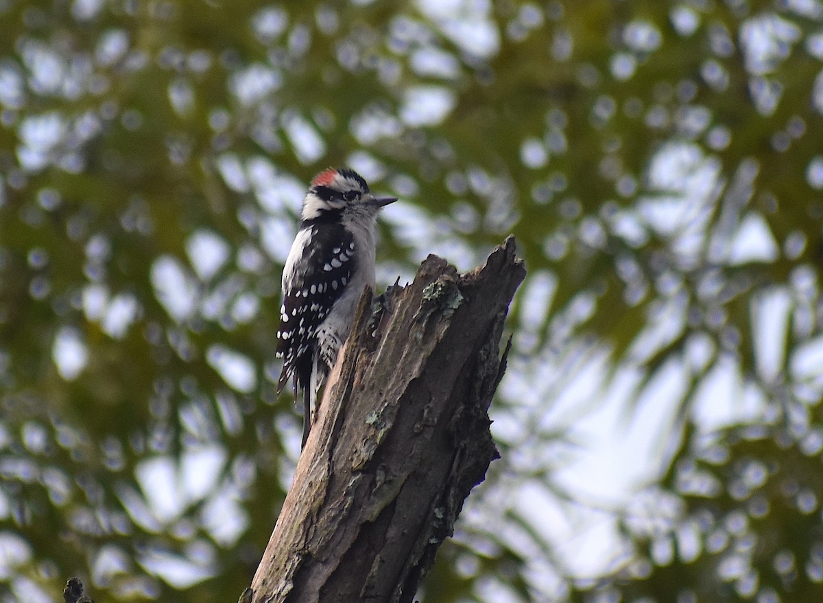 Downy Woodpecker - ML487031911