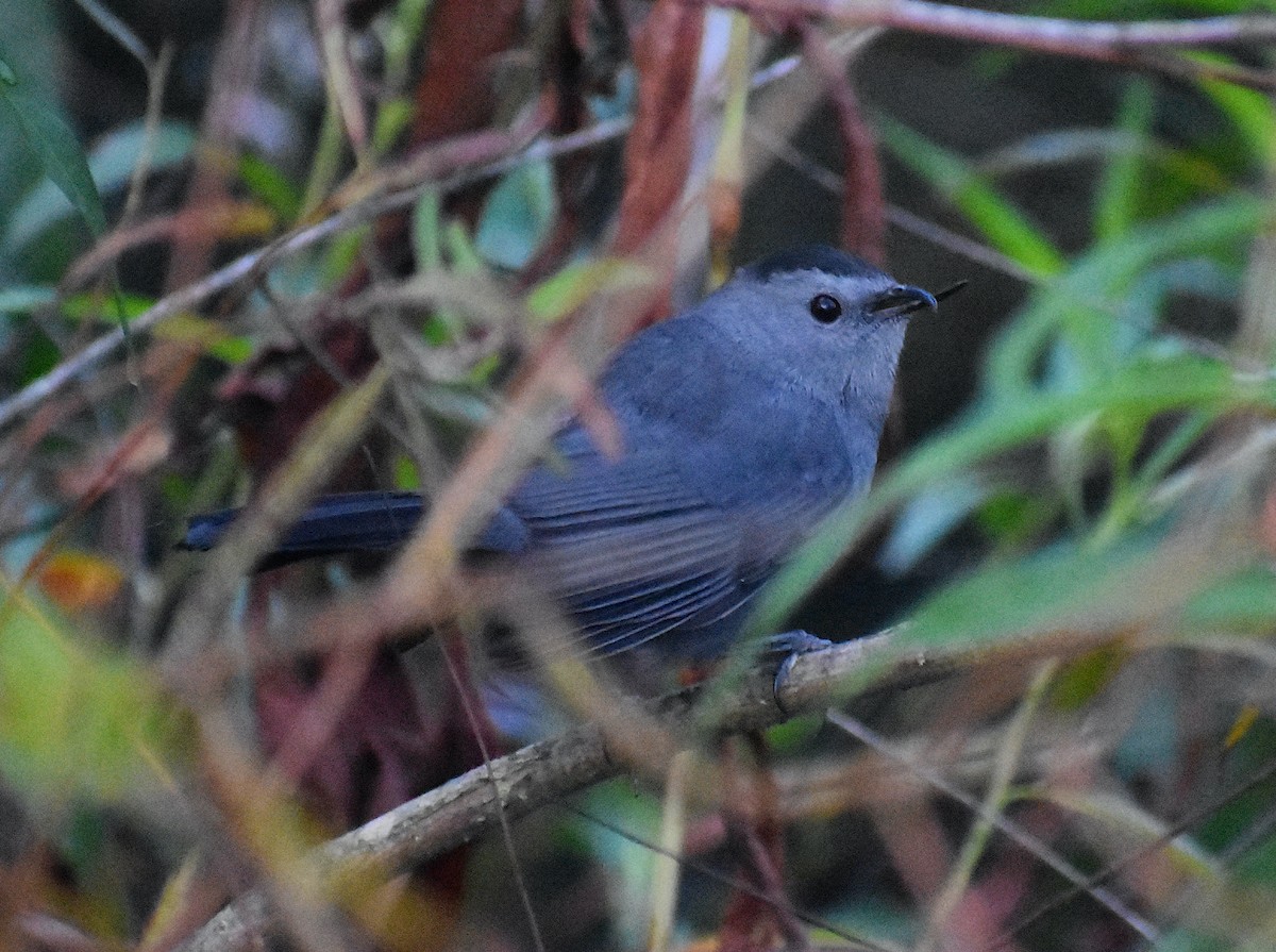 Gray Catbird - ML487032031