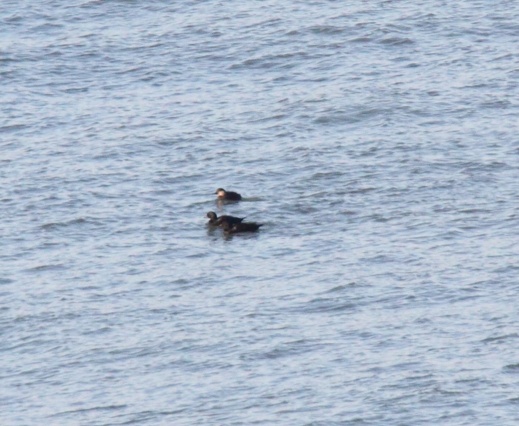 Common Scoter - Umut  Güngör