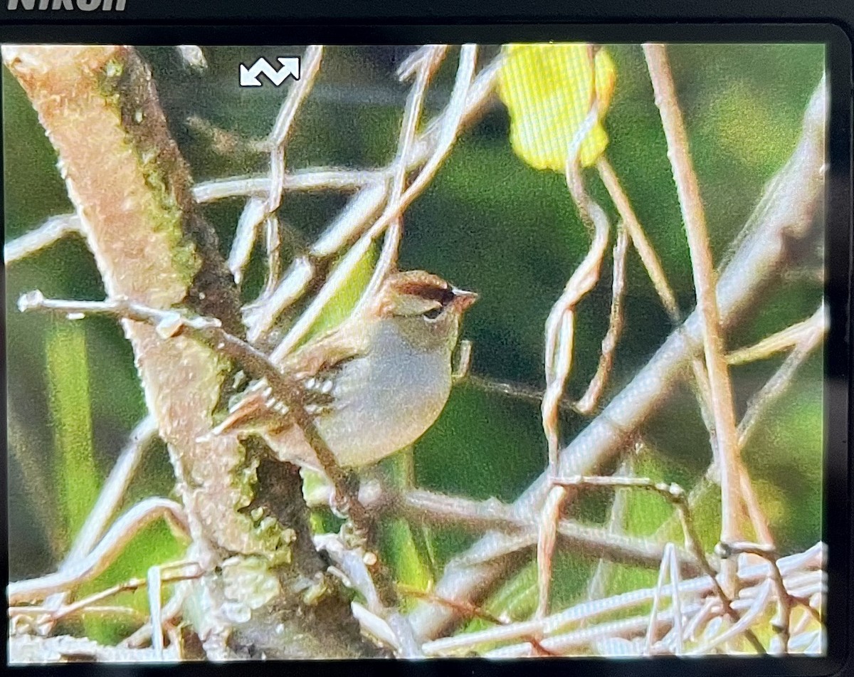White-crowned Sparrow - ML487033651