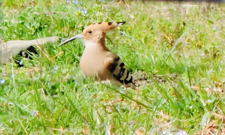 Eurasian Hoopoe - ML487034131