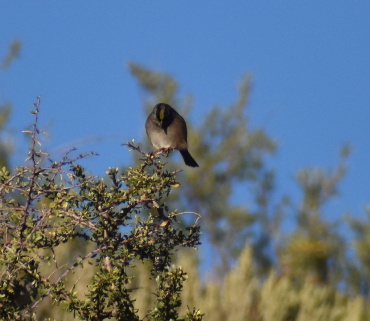 Golden-crowned Sparrow - ML487034591