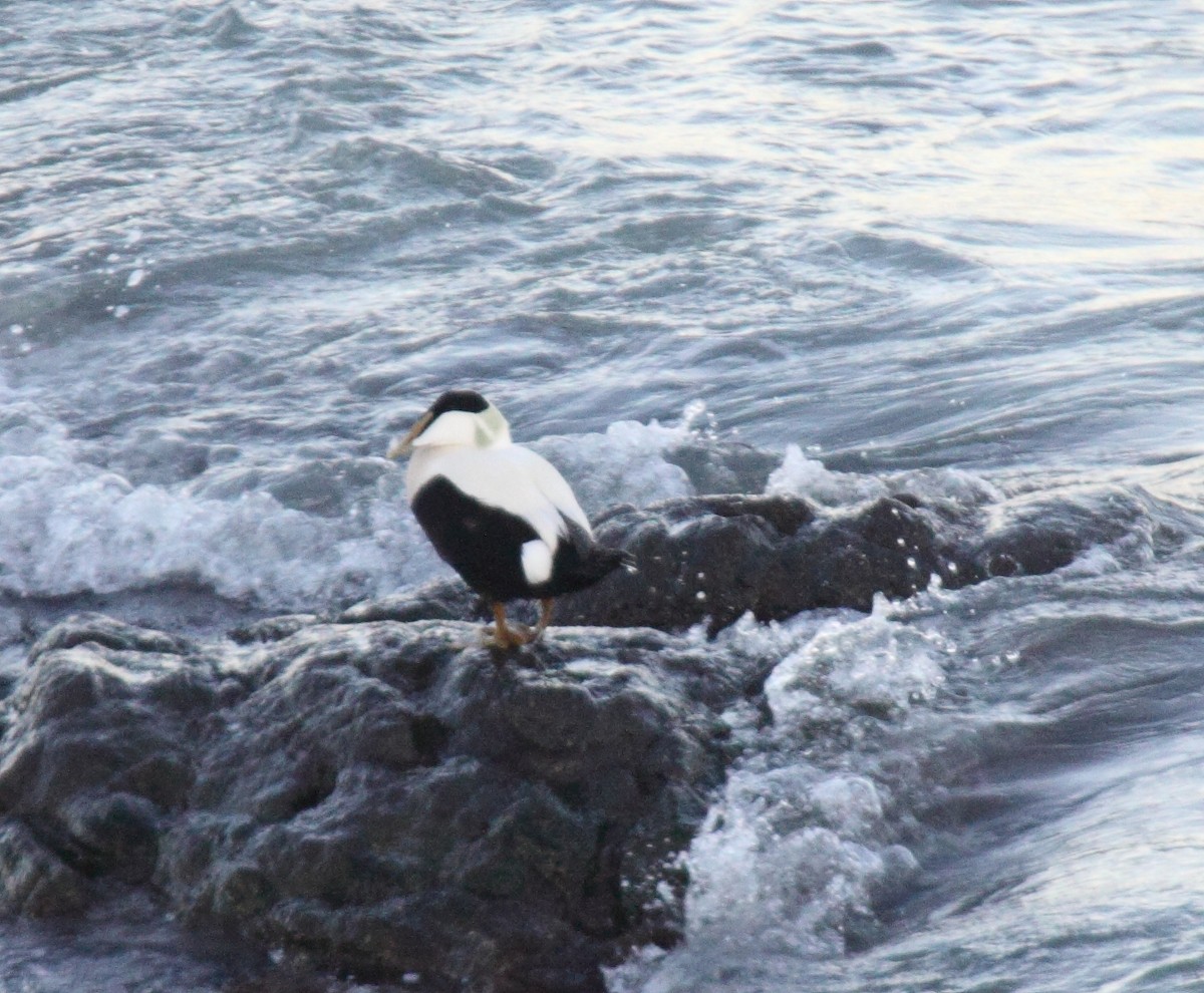 Common Eider - ML48703461